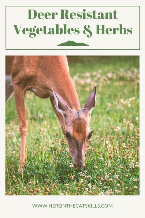 Deer Resistant Edible Plants, Deer Resistant Vegetables, Deer Proof Vegetable Garden, Deer Resistant Vegetable Garden, How To Keep Deer Out Of Garden, Plants Deer Will Not Eat, Deer Proof Garden Raised Beds, Deer Resistant Garden Plans, Deer Proof Garden