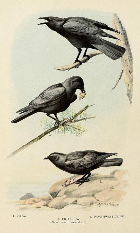 Three Crows, Crow Illustration, Crows And Ravens, Crow Art, Science Illustration, Black Birds, Crows Ravens, Scientific Illustration, Bird Drawings