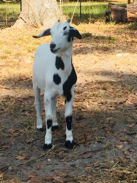 Kiko Goats, Goats In A Tree, Black Goat Photography, Goats Playing, Baby Piglets, Pregnant Goat Care, Dressage Horses, Baby Goats, Dressage