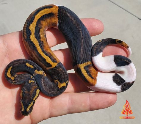 Mahogany Black Pastel Paradox Pied Ball Python by Fire Ball Pythons Ball Python Drawing Reference, Ball Python Sketch, Black Ball Python, Ball Python Colors, Fancy Ball Python, Piebald Snake, Super Black Pastel Ball Python, Ball Pythons Morphs, Rare Ball Python Morphs