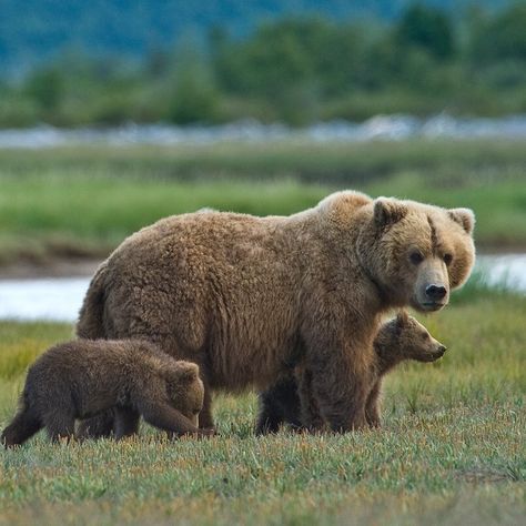 Mama Bear With Cubs Tattoo, Grisly Bear, Mama Bear And Cubs Drawing, Bear Cub Aesthetic, Mama Bear 4 Cubs, Mama Bear With Cubs, Cartoon Sketch, Animals Forest, Grizzly Bears