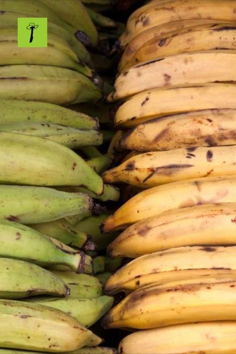 Health benefits of Plantain Benefits Of Plantains, Plantain Benefits Health, Plantain Benefits, Green Plantain Recipes, Plantain Porridge, Food Benefits, Plantain Recipes, Ripe Plantain, Plant Benefits