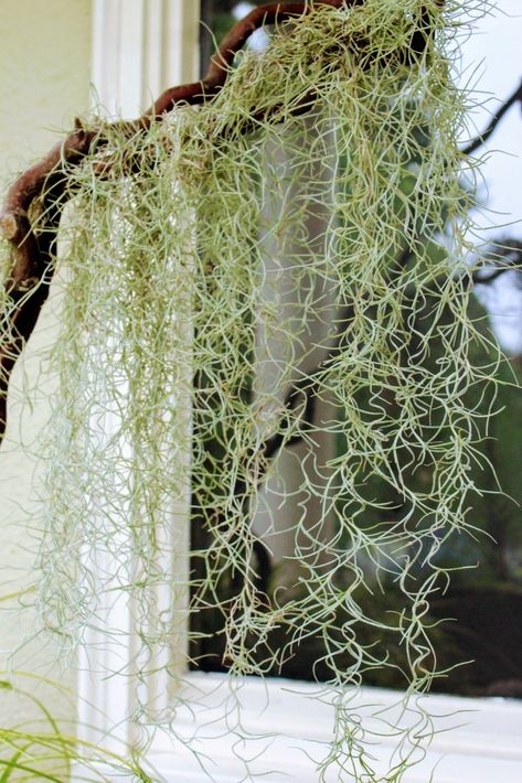 Spanish Moss Indoor, Moss Arrangements, Moss Hanging, Hanging Ideas, Spanish Moss, Decoration Ideas, Shower Curtain, Printed Shower Curtain, Curtains