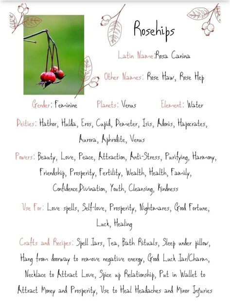 Rosehips Magical properties Rose Hip Magical Properties, Rose Hips Witchcraft, Rose Hips Magical Properties, Rosehip Magical Properties, Rosehips Magical Properties, Rosehip Witchcraft, Skullcap Magical Properties, Hibiscus Magical Properties, Rose Petals Magical Properties