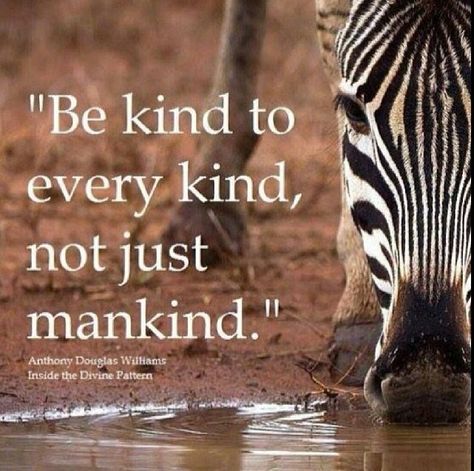 kind to animals | Be kind to all quote. Animal rights Wildlife Quotes, Animal Rights Quotes, Kindness To Animals, Animal Lover Quotes, Mother Nature Quotes, Quotes Nature, Animal Conservation, Vegan Quotes, Work Quotes Inspirational