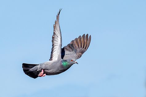 Pigeon Reference, High Flying Pigeons, Pigeons Flying, Pigeon Flying, Accordian Book, Bird Anatomy, Otter Drawing, Flying Pigeon, Canadian Animals