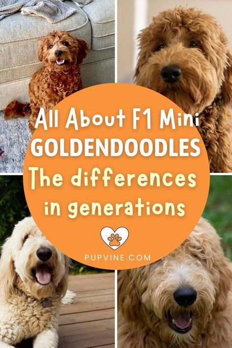 Goldendoodle Full Grown, Teddy Bear Goldendoodle, F1 Mini Goldendoodle, Goldendoodle Grooming, F1b Goldendoodle, Mini Goldendoodle, Mixed Breed Dogs, Mixed Breed, Goldendoodle