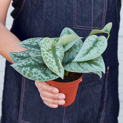 Botanical Name: Scindapsus pictus 'Exotica'Common Name(s): Large-Leaf Pothos Picta, Silver Pothos, Silver Splash Pothos, ExoticaDescription: This plant is very similar to Scindapsus pictus var. 'Argyreus' but where Argyreus has more defined spots and edge markings, this plant has a wider area of silver splashing across the leaf that is less defined. Holding it under a light, the silver on some leaves appear to shimmer and take on a satin look. Scindapsus pictus is a slower growing vine that is a Silver Pothos, Scindapsus Pictus, Growing Vines, Zz Plant, Pothos Plant, The Leaf, Plant Gifts, All Plants, Tropical Plants