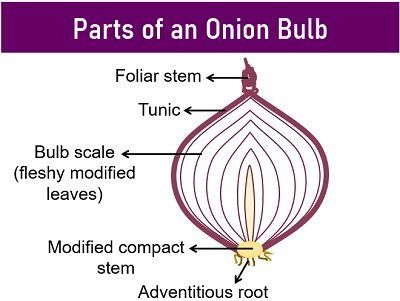 What is the Onion Peel Cell Experiment? Theory, Video, Procedure, Result & Precautions - Biology Reader Plant Cell Structure, Onion Peel, Apple Plant, Longitudinal Section, Onion Bulbs, Cell Structure, Plant Cell, Cell Wall, The Onion