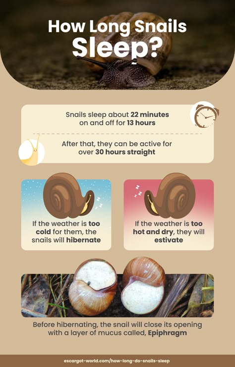 Pet Snails Terrarium, Snail Enclosure Ideas, Pet Snail Terrarium, Snail Pet, Snail Facts, American English Vs British English, Snail Terrarium, Snail Farming, Giant African Land Snails