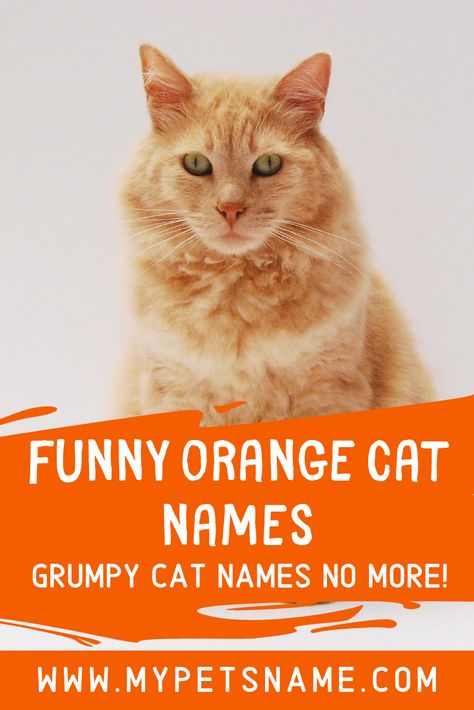 Does your ginger kitty have the grumpy temperament of Crookshanks? Why not use some puns to come up with some funny orange cat names that your cat will love? Take a look at our list for options.  #funnyorangecatnames #orangecatnames #funnynamesfororangecats Cat Names Girl Unique, Male Cat Names Unique, Orange Cat Names, Ginger Cat Names, Cool Pet Names, Tabby Cat Names, Boy Cat Names, Girl Cat Names, Unique Cat Names