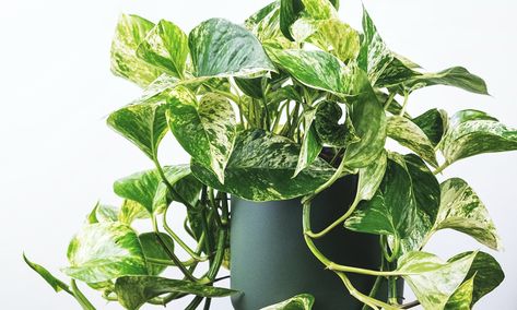 Golden Pothos Care, Plants Pothos, Pothos Care, Pothos Plant Care, Get Rid Of Spiders, Marble Queen Pothos, Plant Hacks, Pothos Plant, Indoor Plant Care