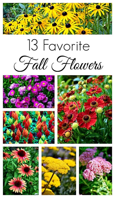 13 Fall Flowers to Add to Your Garden - Town & Country Living Garden Town, Fall Perennials, Garden Mum, Ornamental Cabbage, Clematis Vine, Tea Diy, Fall Outdoor Decor, Elegant Fall, Front Yard Garden