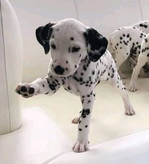 Dalmatian Art, Pictures Of Pets, Funny Animal Pics, Adorable Drawings, Dalmatian Puppies, Dalmatian Puppy, Very Cute Dogs, Really Cute Dogs, Puppies And Kitties