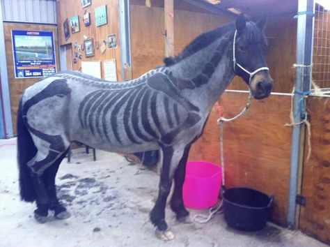 My horses would never let me do this, but this is so cool!! Halloween body clipped skeleton horse! Skeleton Horse, Horse Halloween Costumes, Horse Halloween, Western Horseman, Horse Clipping, Horse Mane, Horse Costumes, Horse Grooming, Horse Crazy