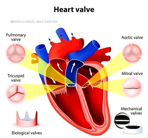 Heart Flow, Heart Valve, Heart Valves, Body Diagram, Drawing Quotes, Heart Pictures, Med School, Anatomy And Physiology, School Notes