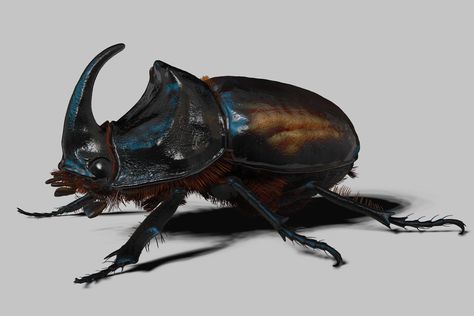 Rhino Beetle Drawing, Types Of Beetles, Analytical Drawing, Insect Anatomy, Beetle Drawing, Rhino Beetle, Beetle Insect, D D Monsters, Stag Beetle