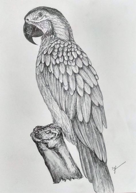 Macaw Parrot Drawing Sketch, Realistic Parrot Drawing, Parrot Drawing Pencil, Birds Sketches Pencil, Bird Sketch Realistic, Bird Sketch Pencil, Parrot Sketch, Burung Kakatua, Bird Pencil Drawing