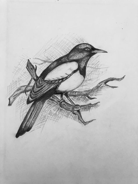 Birds sketch Mynah Bird, Birds Sketch, Easy Pencil Drawing, Bird Sketch, Doodle Art Drawing, Pencil Drawings Easy, Pencil Art Drawings, Modern Artists, Commission Art