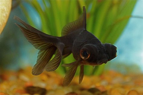 black moor Black Moor Goldfish, Big Eyed Fish, Black Goldfish, Moose Pictures, Ikan Air Tawar, Aqua Culture, Salt Water Fish, Fish Tattoo, Pet Fish