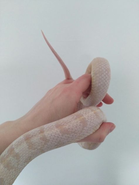 1.0 adult snow corn snake called schnee Snow Corn Snake, Corn Snake, New Friends, Corn, Cute Animals, Animals