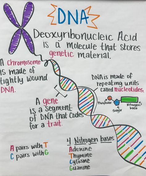 Mrs. Henry | Maywood Middle School Mrs Henry Online Leaf Anatomy, Plant Cell Organelles, Unicellular Organisms, Medical Notebook, Science Lessons Middle School, Biochemistry Notes, Bio Notes, Learn Biology, Science Revision