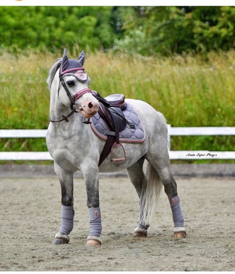 Luxury Horse Barns, Welsh Ponies, Welsh Pony And Cob, Horse Outfits, Horse Coat Colors, Pony Rider, Show Jumping Horses, Welsh Pony, Cute Horse Pictures