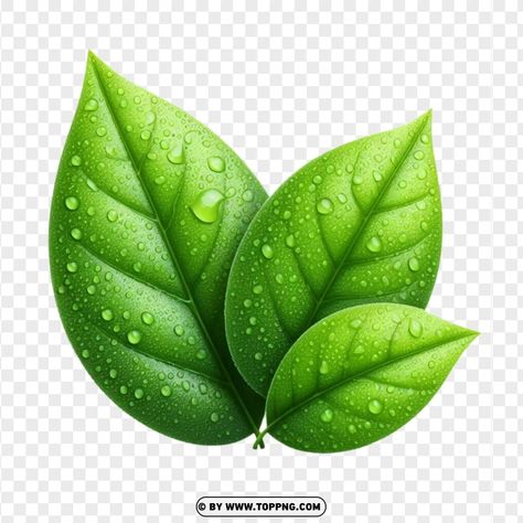 Leaf Png For Editing, Juice Design, Leaf Png, Leaves Png, School Flyer, Photoshop Tutorial Photo Editing, Leaf Clipart, Leaf Images, Leaves Vector