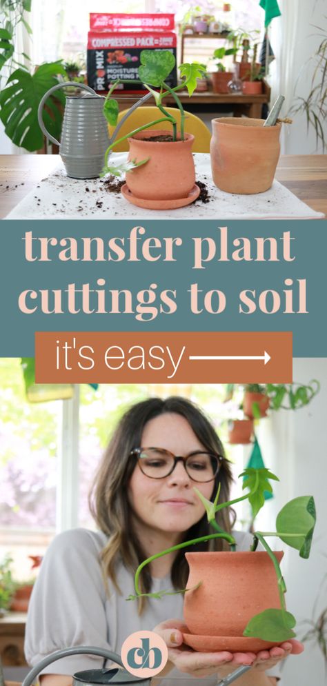 Planting Propagated Plants, Houseplant Propagation, Planting Pothos Cuttings, Where To Cut Pothos To Propagate, Houseplant Soil Mixture, How To Transfer Plant From Water To Soil, Propogate Roses From Cuttings, Plant Clips, Indoor Water Garden