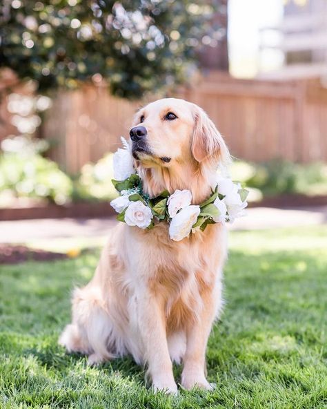 Charleston Weddings | Southern Weddings | Golden retriever on the wedding day with her own flower collar. Wedding Pets Decor | Wedding Dogs | Wedding Ideas | Wedding Pet Photos | Wedding Pet Outfits | Dog Signs Charleston Weddings, Flower Collar, Vermont Wedding, Söt Katt, A Golden Retriever, Wedding Pets, Southern Weddings, Dog Flower, Dog Wedding