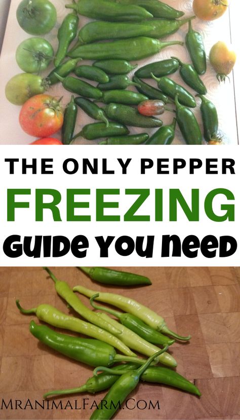 Freezing Green Peppers From Garden, Preserve Serrano Peppers, Freezing Hot Peppers From Garden, Serrano Peppers Preserving, Canned Serrano Peppers, Can You Freeze Green Peppers, What To Do With Green Peppers From The Garden, How To Freeze Serrano Peppers, How To Preserve Serrano Peppers