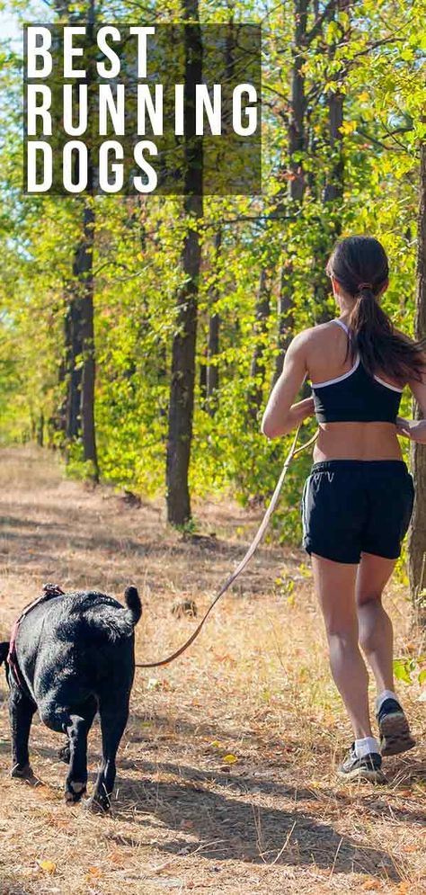 Best Running Dogs- Ideal Companions for Staying Fit with You Diy Dog Training Treats, Trail Running Training Plan, Baby Dogs Puppy, Running With Dog, Hot Dog Dog, Dogs Doing Funny Things, Train Diy, How To Train Dogs, Train Puppy