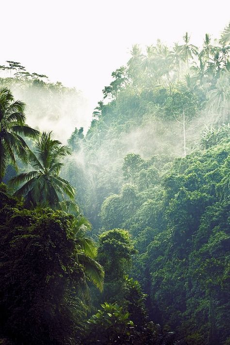 Bali Forest, Bali Landscape, Bali Jungle, Jungle Resort, Exotic Places, Green Nature, Ubud, Lush Green, Beautiful World