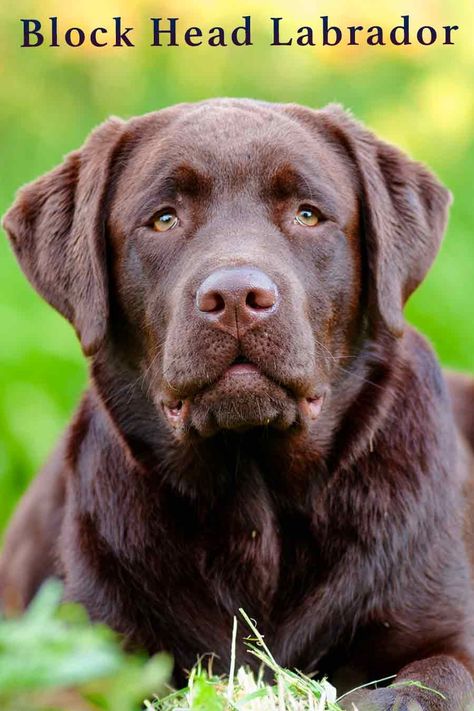 Block head Lab or blockhead Labrador is a term used to describe English or show type Labs with broad, square heads and a distinctively chunky look. We’ll look at why this is significant to Labrador breeding, and how you can ensure your Lab has the block head look, if that’s what’s you want. English Lab Puppies, American Labrador, Cute Labrador Puppies, Fun Facts About Dogs, Labrador Puppies For Sale, English Labrador, English Lab, Chocolate Lab Puppies, Labrador Mom