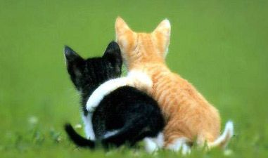 Cat Hug, Cute Cats And Kittens, Cute Animal Pictures, Kitty Kitty, Animal Love, Cute Kittens, Animal Photo, Crazy Cat, Kitty Cats