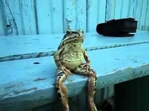 RoltonB uploaded this video of a frog sitting on a bench like a human. Here's his description on YouTube: Never seen nothing like this before. The video was shot entirely fortuitously. The frog is ... Tired Animals, Sitting On A Bench, Frog Sitting, Funny Frogs, A Frog, Frog And Toad, Reptiles And Amphibians, Cute Frogs, Guys Be Like