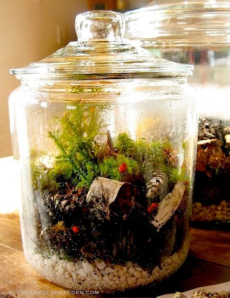 Terrarium-native-plants-complete-ⓒ-Michaela-at-TGE-1 Old Candle Jars, Build A Terrarium, Terrarium Centerpiece, Herb Farm, Dish Garden, Bottle Garden, Garden Terrarium, Terrarium Plants, Terraria