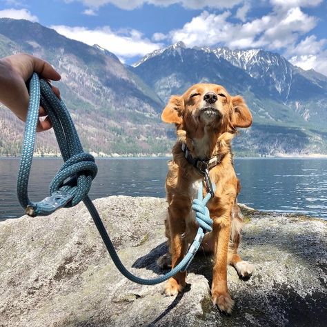 Climbing Rope Dog Leash, Pet Grooming Products, Mountain Community, Rope Climbing, Ski Instructor, Natural Pet Food, Rope Dog Leash, Rope Leash, Daily Walks