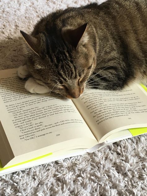 Aesthetic Tabby Cat, Cute Tabby Cats, Tabby Cats Aesthetic, Brown Tabby Cat Aesthetic, Cat In Apartment, Tabby Cat Aesthetic, Cat On Book, Cute Tabby Cat, Cat And Book