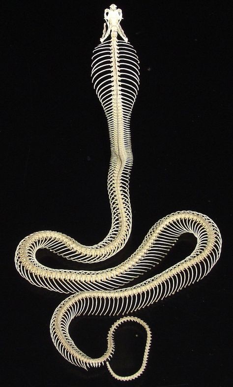 a skeleton of a cobra standing up in a lifelike position. it is fully hooded and its body is curled Cobra Skeleton, Skeleton Standing, Animal Skeleton, Skull Reference, Skeleton Anatomy, Serpent Tattoo, Animal Skeletons, Skeleton Tattoos, Vulture Culture