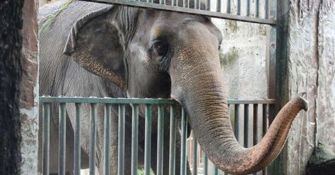 Peta Asia, Zoo Elephant, Elephant Zoo, Animal Action, Animal Agriculture, Wild Elephant, Tagaytay, Asian Elephant, Living Alone