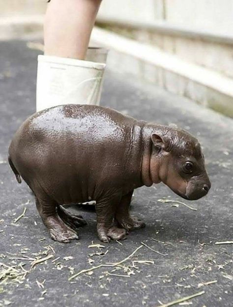 Baby Hippopotamus, Regnul Animal, Cute Hippo, Baby Animals Pictures, Baby Animals Funny, Cute Animal Photos, Hippopotamus, Cute Animal Pictures