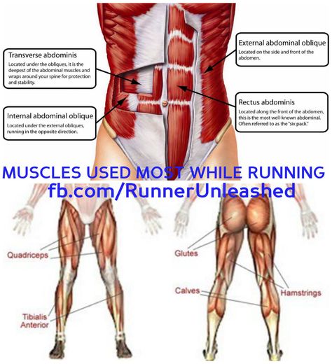 Muscles In The Body, Training For Runners, Running Muscles, Strength Training For Runners, Cross Training Workouts, Endurance Training, Muscle Body, Physical Development, Abdominal Muscles