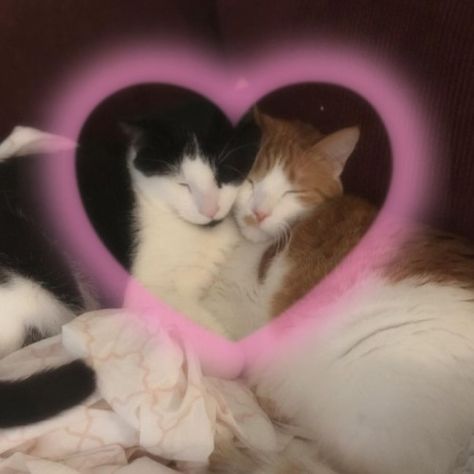 Two Cats, A Heart