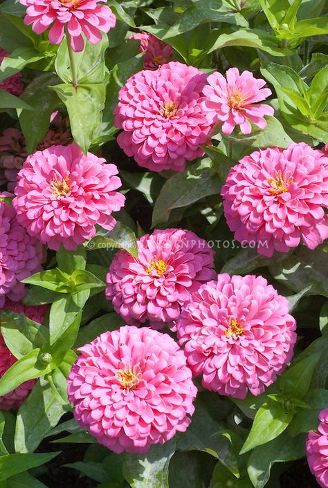 Zinnia 'Magellan Pink' Rustic Country Garden, Wall Of Flowers, Stone Garden Bench, Garden Annuals, Stone Pavers, Passion Flowers, Flower Stock, Stone Pathway, Stone Garden