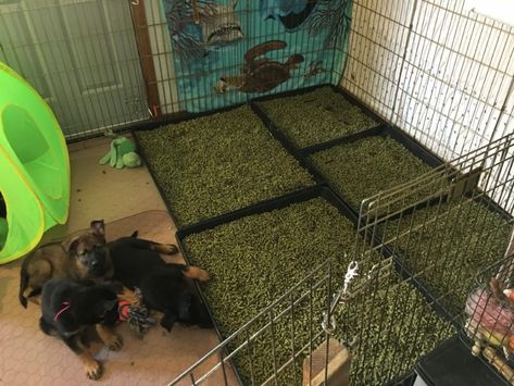 Animal Fostering, Fostering Puppies, Dog Potty Area Outside, Dog Potty Diy, Whelping Room, Puppy Breeding, Welping Box, Dog Having Puppies, Dog Heat Cycle