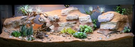 Arid Bioactive Vivarium, Bioactive Vivarium, Desert Fashion, Blue Beetle, Vivarium, Bearded Dragon, Animal Lover, The Creator