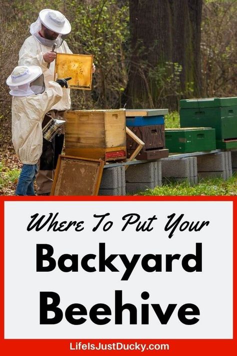 Does the perfect place for a backyard beehive exist? Probably not, but with a little planning you can have your bees set up in the best place for your backyard. Beehive Placement, Backyard Homesteading, Backyard Beehive, Honey Bees Keeping, Feeding Bees, Keeping Bees, The Beekeeper, Backyard Bee, Raising Ducks