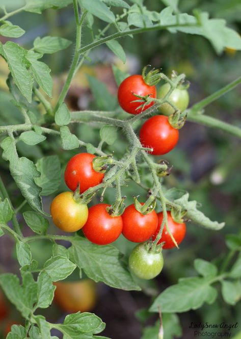 Cherry Tomato Plants Cherry Tomatoes On The Vine, Farm Logos, Christ Is King, Cherry Tomato Plant, Tomato Plant, Long Books, Farm Logo, Plant Photography, Cherry Tomato