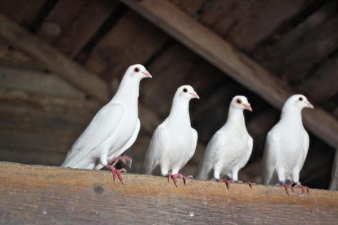 Bird Of Paradise Yoga, Pigeon Feed, Racing Pigeon Lofts, Homing Pigeons, Pigeon Loft, White Pigeon, Racing Pigeons, Bird Sanctuary, Pigeon Pose